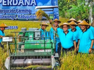 Terapkan Corporate Farming dari Bank Indonesia, Petani Bantul Mampu Tekan Ongkos Produksi 50 Persen Lebih