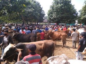 Setitik Harapan Para Blantik Sapi di Masa Pandemi